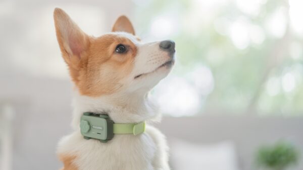 GlocalMe PetPhone C-Plus Suite