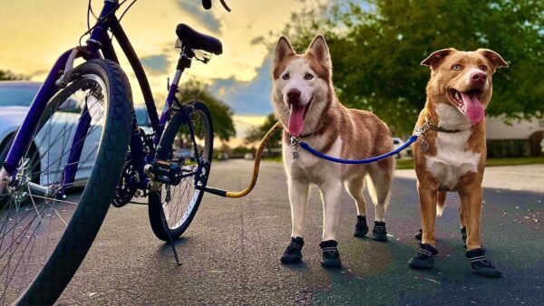 Bike Tow Leash Hands Free Dog Leash