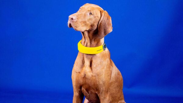 Invoxia Smart Dog Collar Biometric Pet Gadget Monitors Your Dogs Health Sleep And More