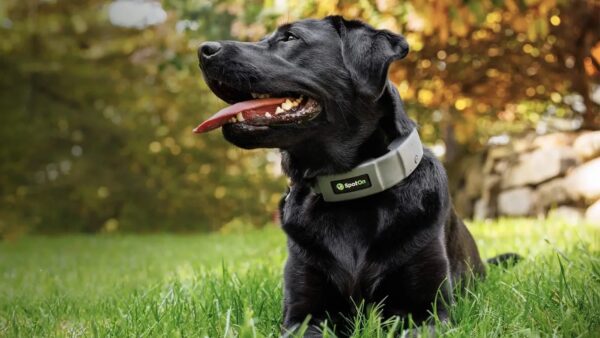 Spoton Gps Dog Fence